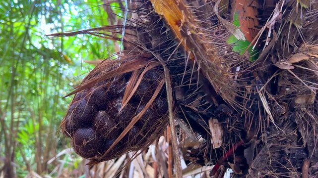 Salak fruits on a palm tree, Salacca zalacca, snake fruit. A type of palm tree with a very short stem, native to Java, Indonesia. Tropical exotic fruits. Prickly fruit. 4К