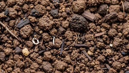 Close-up of Rich Dark Soil with Small Pebbles and Organic Debris.