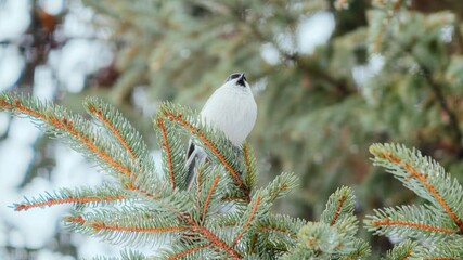 snow covered branches