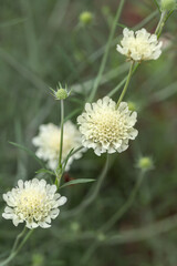 Characterisstic, creamy-yellow blossoms of the cream scabious (Scabiosa ochroleuca). Wild flower. If used as ornamental plant it brings soft, airy flair and movement in natural gardens.