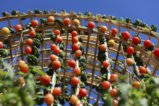 Organic bamboo trellis supporting fresh red tomato vine growing bright blue sky capturing joyful feeling of bountiful harvest and healthy sustainable agriculture sunny vegetable garden outdoors