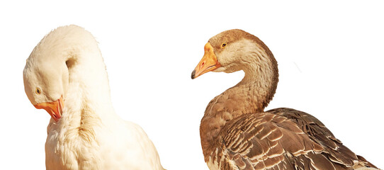 Close-up of geese isolated on a white background. The head and neck of a goose. Domestic animals   ...