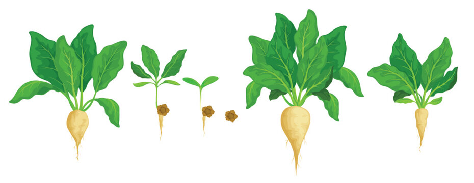 sugar beet grow vegetable germination stages