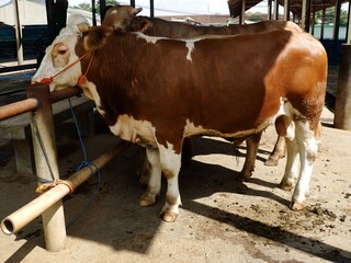 Side profile of a brown and white spotted cow tethered with a rope halter in a stable or livestock market. Represents traditional animal husbandry and rural agricultural life.