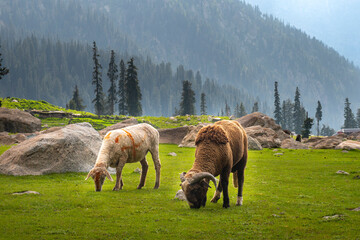Sheep Grazing in Alpine Meadow of Kumrat Valley, Pakistan