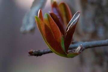 Vibrant, newly unfurling leaves of a plant, showcasing their intricate textures and colors against a soft, blurred background