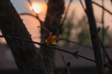 Close-up photograph of a budding branch set against a blurred background of a sunset sky, with a naturalistic aesthetic
