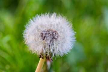 Close-up photograph captures the delicate beauty of a dandelion seed head, poised against a soft, blurred green backdrop of foliage