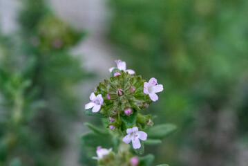 A cluster of small, delicate light purple flowers in full bloom, surrounded by blurred green foliage