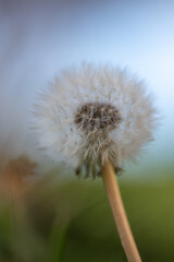 The delicate beauty of a dandelion seed head, its intricate structure and soft textures highlighted by a shallow depth of field