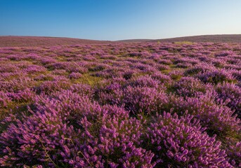 Obraz premium Blooming purple heather carpeting the rolling hills during a hot, sunny summer day. Scenic natural landscape in full bloom ,blossoms ,natural ,tranquil