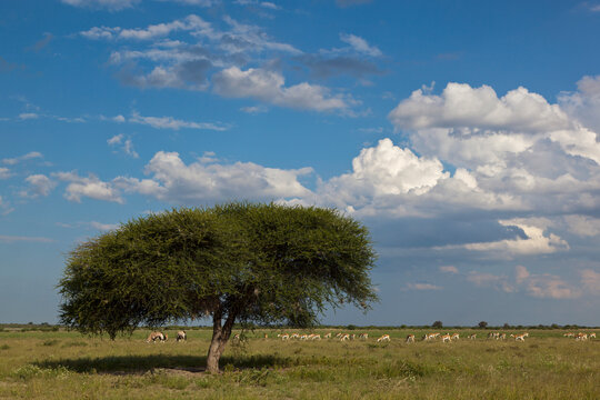 Umbrella acacia and herds of gemsbok and springbok in Central Kalahari