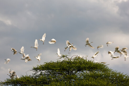 Flock of cattle egrets flying above acacia tree in Central Kalahari