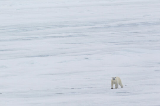 Polar bear walking on pack ice in Svalbard Arctic Norway wilderness