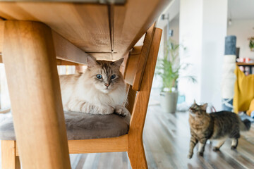 Two cats under table in cozy home environment with calm atmosphere