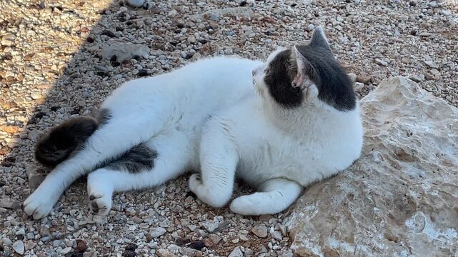 White and gray cat lying on rocky ground outdoors