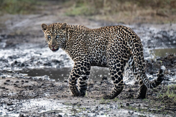 Beautiful leopard in Africa on the walk