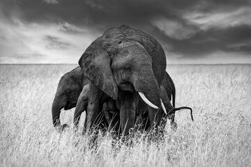 Beautiful African elephants in black white