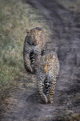 Two leopards walking African savanna