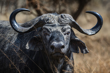 Close-up of a Cape buffalo in Africa