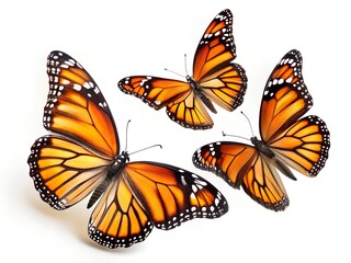 Fototapeta premium flying monarch butterflies isolated on white background
