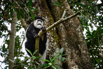 Black and white colobus monkey in tree in Africa