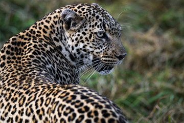 Close-up of beautiful leopard in Africa