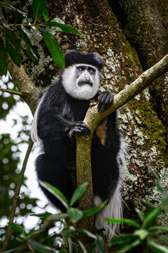 Black and white colobus monkey sitting perched on a tree branch in forest canopy, African wildlife