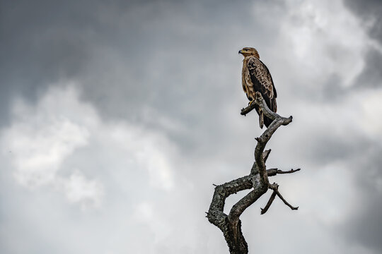 A tawny eagle on a dead tree against a dramatic cloudy background