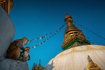 Monkey at the monkey temple (Swayambhunath) in Kathmandu - Nepal