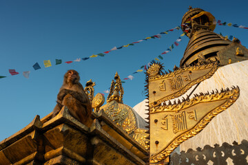 Monkey at the monkey temple (Swayambhunath) in Kathmandu - Nepal