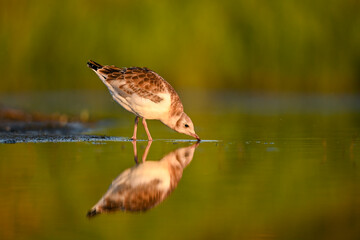 The black-headed gull (Chroicocephalus ridibundus) at sunset with reflection on the surface of lake