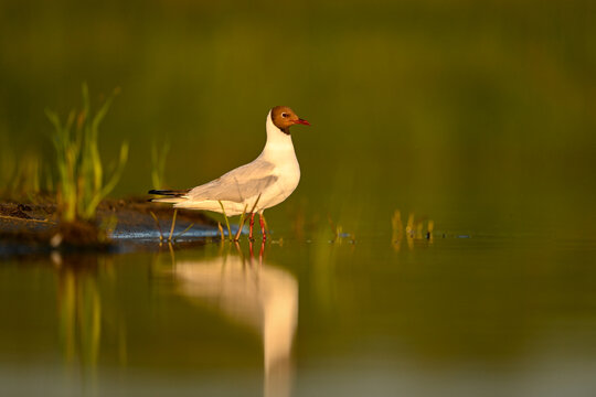 The black-headed gull (Chroicocephalus ridibundus) at sunset with reflection on the surface of lake - Powered by Adobe