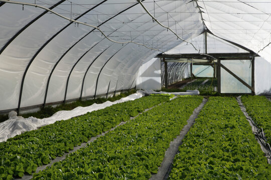 Endive growing in greenhouse for organic food in Weidenkam Upper Bavaria