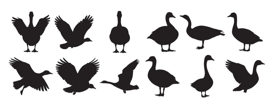 canada goose silhouette white background 