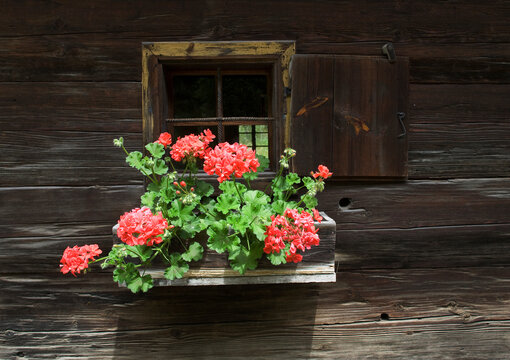 Geranium flowers in bloom on farmhouse window in Stuebing Austria