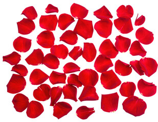 Red rose petals scattered isolated PNG
