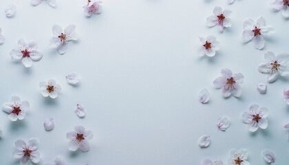 A serene arrangement of cherry blossoms on a soft blue background viewed from above