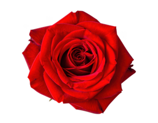 Rose flower centered composition PNG