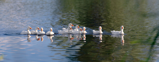 Flock of young white geese swimming across the calm waters of a lake. Nature and birds