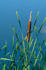 Close-up of common reeds with green leaves growing near calm blue water.