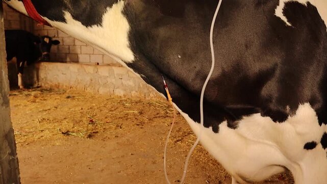 Real veterinary footage of intravenous fluid therapy through the jugular vein of a cow. Veterinarian provides medical care for livestock health, hydration, recovery, and animal welfare education. Vet.