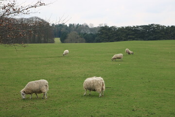 Obraz premium Sheep Grazing in Green Meadow – Peaceful Countryside Farm Landscape Background