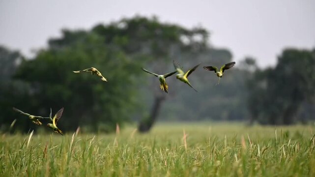 Moments of parrots 
