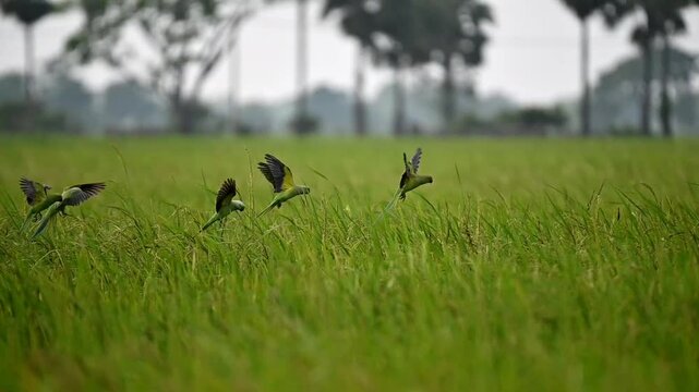 Moments of parrots 