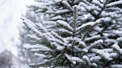 Snow Coating Solitary Pine Branch Against Soft Distant Trees, Intimate Composition Conveying Solitude, Cold Serenity And Seasonal Quiet Ideal For Contemplative Storytelling