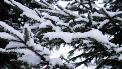 Backlit Spruce Branches With Snow Halo Sunlight Filtering Through Frosted Boughs, Glowing Edges, Dramatic Contrast Between Dark Needles And Bright Sky, Hopeful Winter Sunrise Mood, Ideal