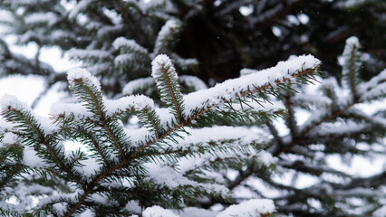 Snow Dusted Spruce Needles Close Up Crystalline Frost On Green Needles, Soft Bokeh Background, Cold Morning Atmosphere, Ideal For Texture, Botanical Study, Seasonal Design.