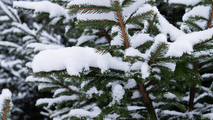 Fresh Snowfall On Pine Branch Details Soft Powder Sitting On Dark Green Needles, Sparkling Highlights, Delicate Textures, Crisp Air, Ideal For Seasonal Marketing And Environmental