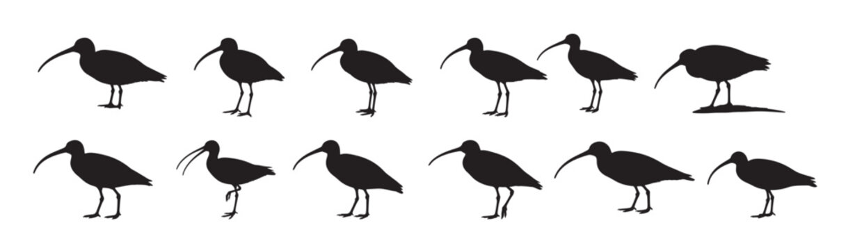 eastern curlew birds silhouette white backg round